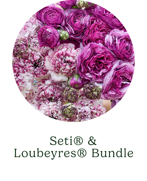 Set + Loubeyres Bundle