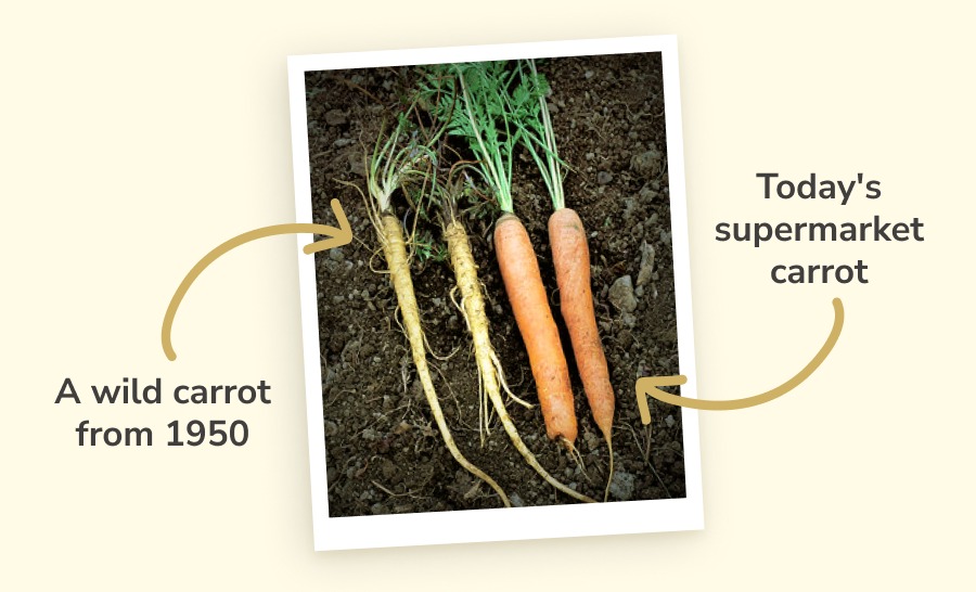A wild carrot from 1950, Today's supermarket carrot 