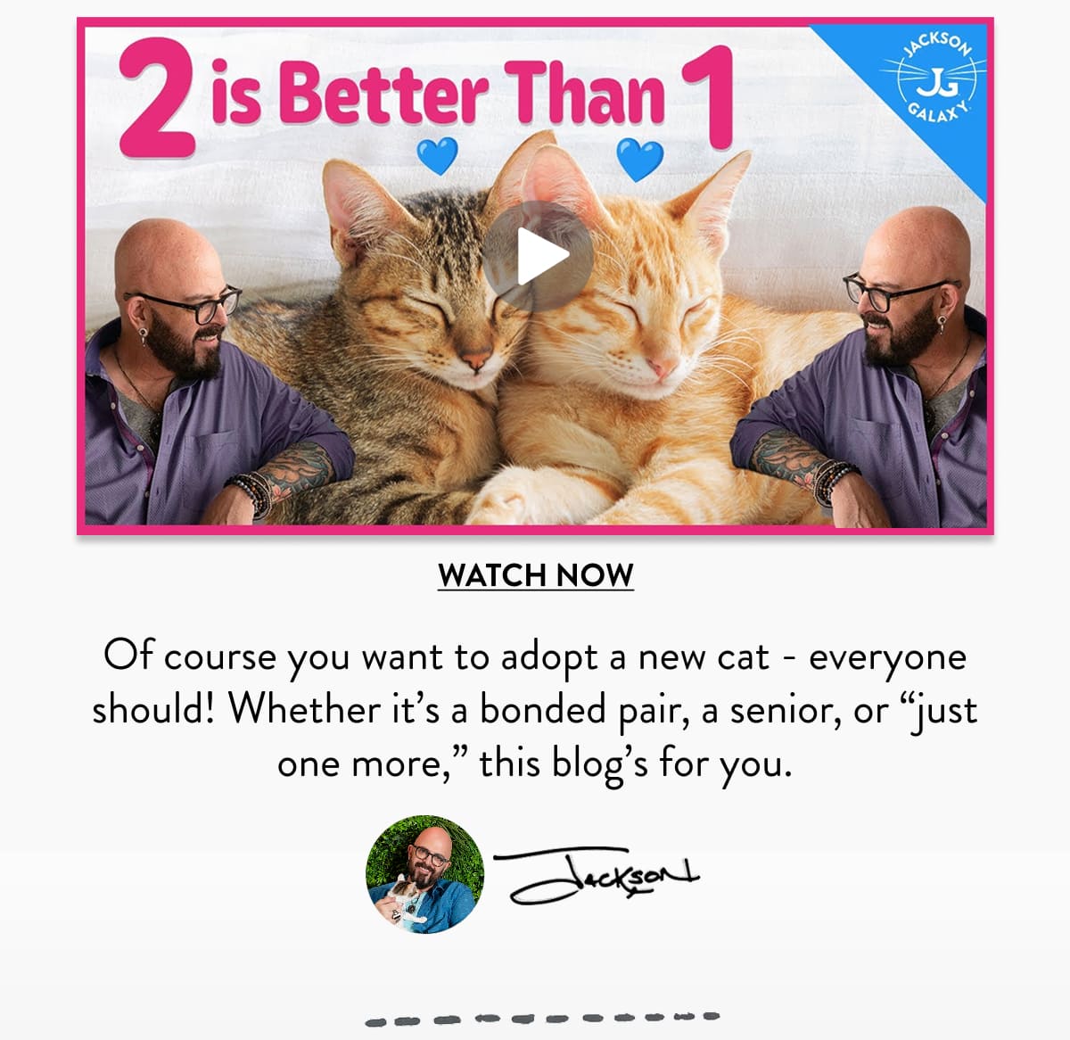 Adopt a cat