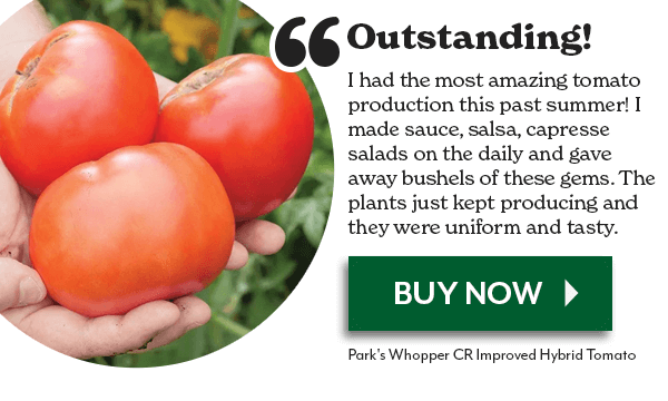 Park's Whopper CR Improved Hybrid Tomato Seeds