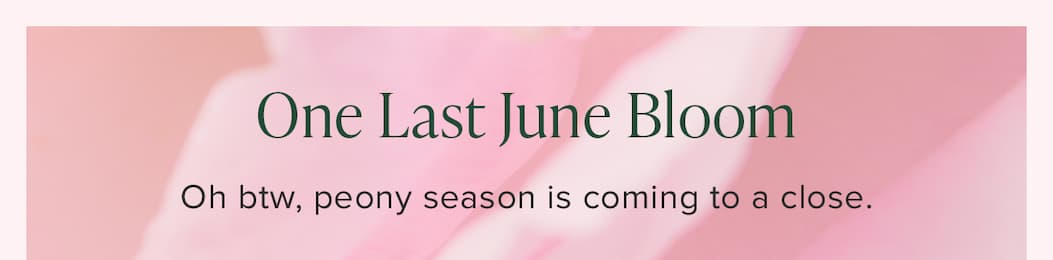 One Last June Bloom. Oh btw, peony season is coming to a close. 