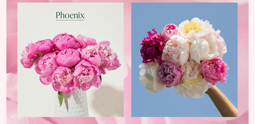 Phoenix Peonies