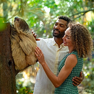 Paradise Nights Sloth Encounter