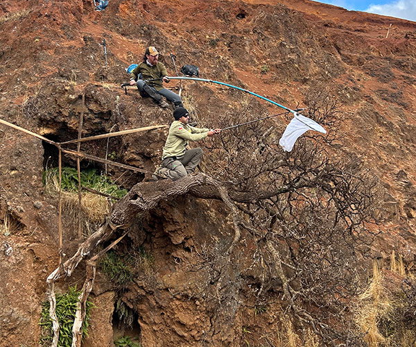 Perched on a precarious cliffside, two researchers use tools on the ends of long poles to collect seeds.