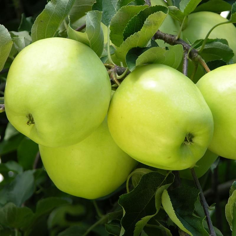 Image of Ginger Gold® Apple