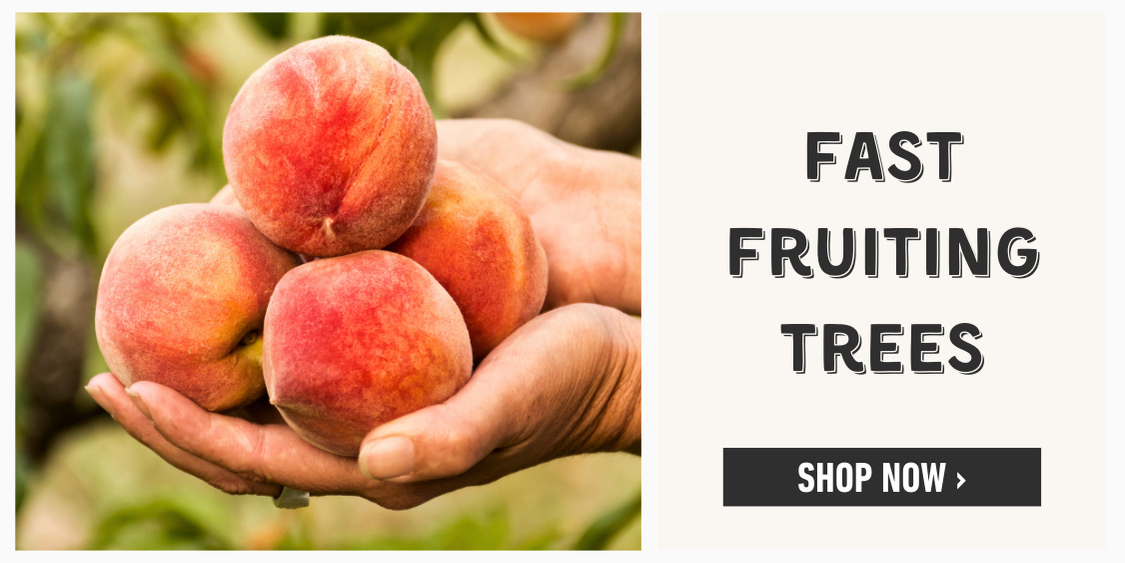 Fast Fruiting Trees
