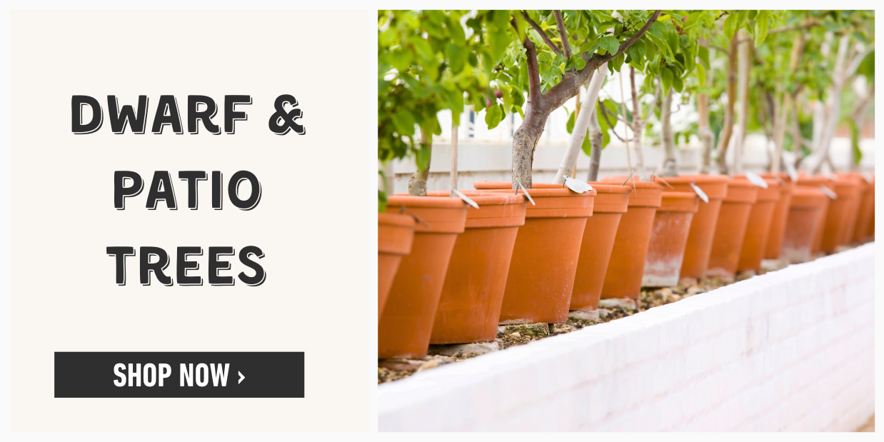 Dwarf and Patio Trees