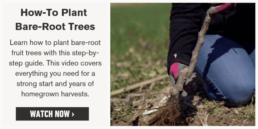 How to plant a bare-root fruit tree