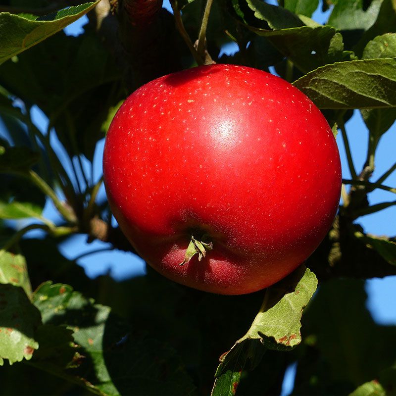 Image of Pioneer™ Mac Apple