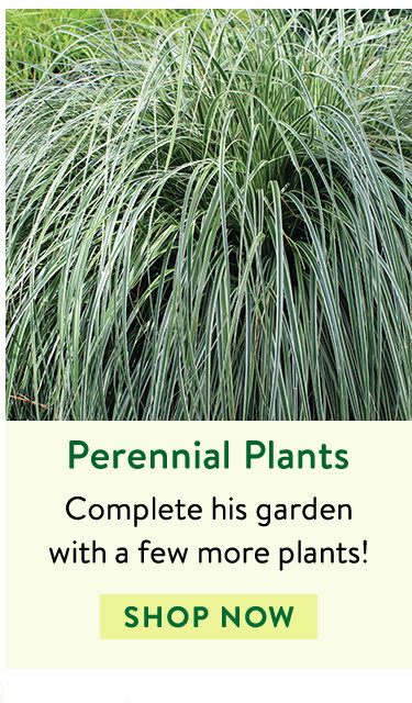 Perennial Plants