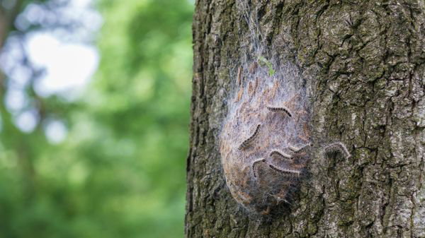 Comment se protéger des chenilles processionnaires?