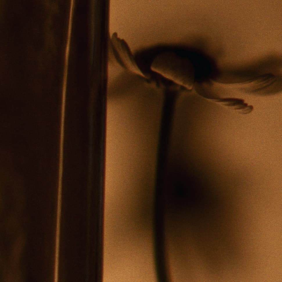 A moody, atmospheric image of chamomile, slightly blurred