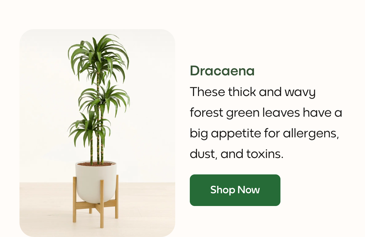Dracaena