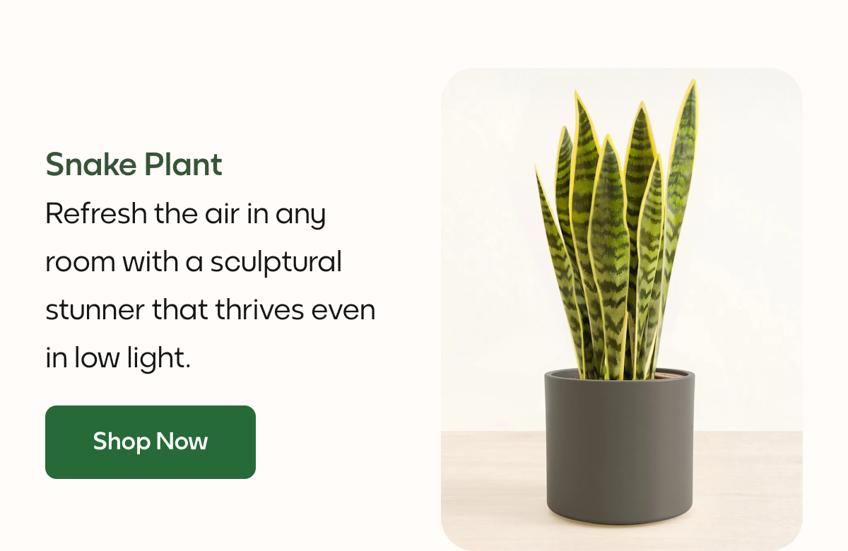 Snake Plant