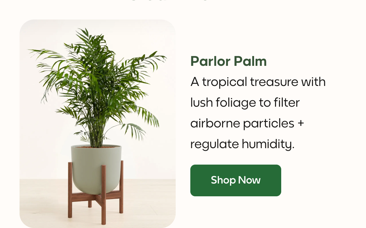 Parlor Palm