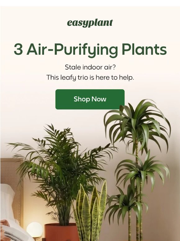 3 Air-Purifying Plants 🍃💨