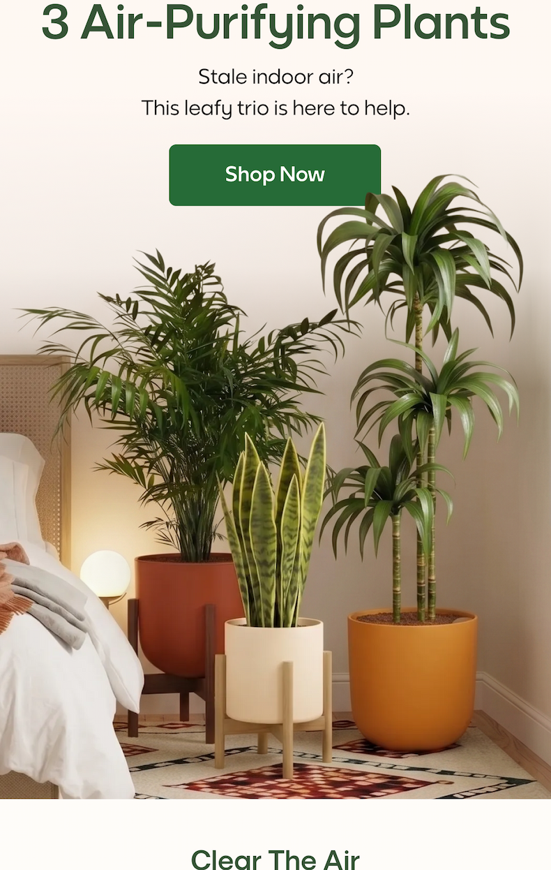 3 Air-Purifying Plants