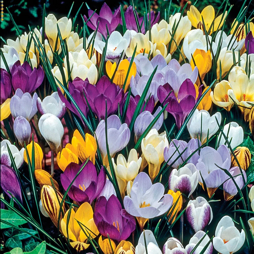 Species Crocus Mix