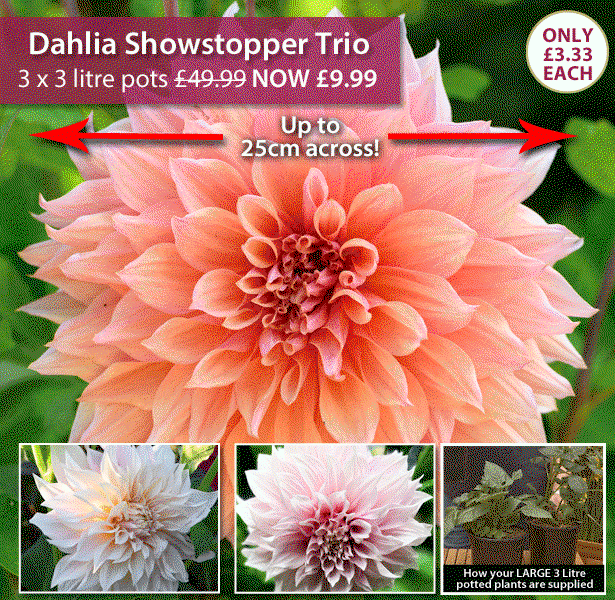 Dahlia Showstopper Trio