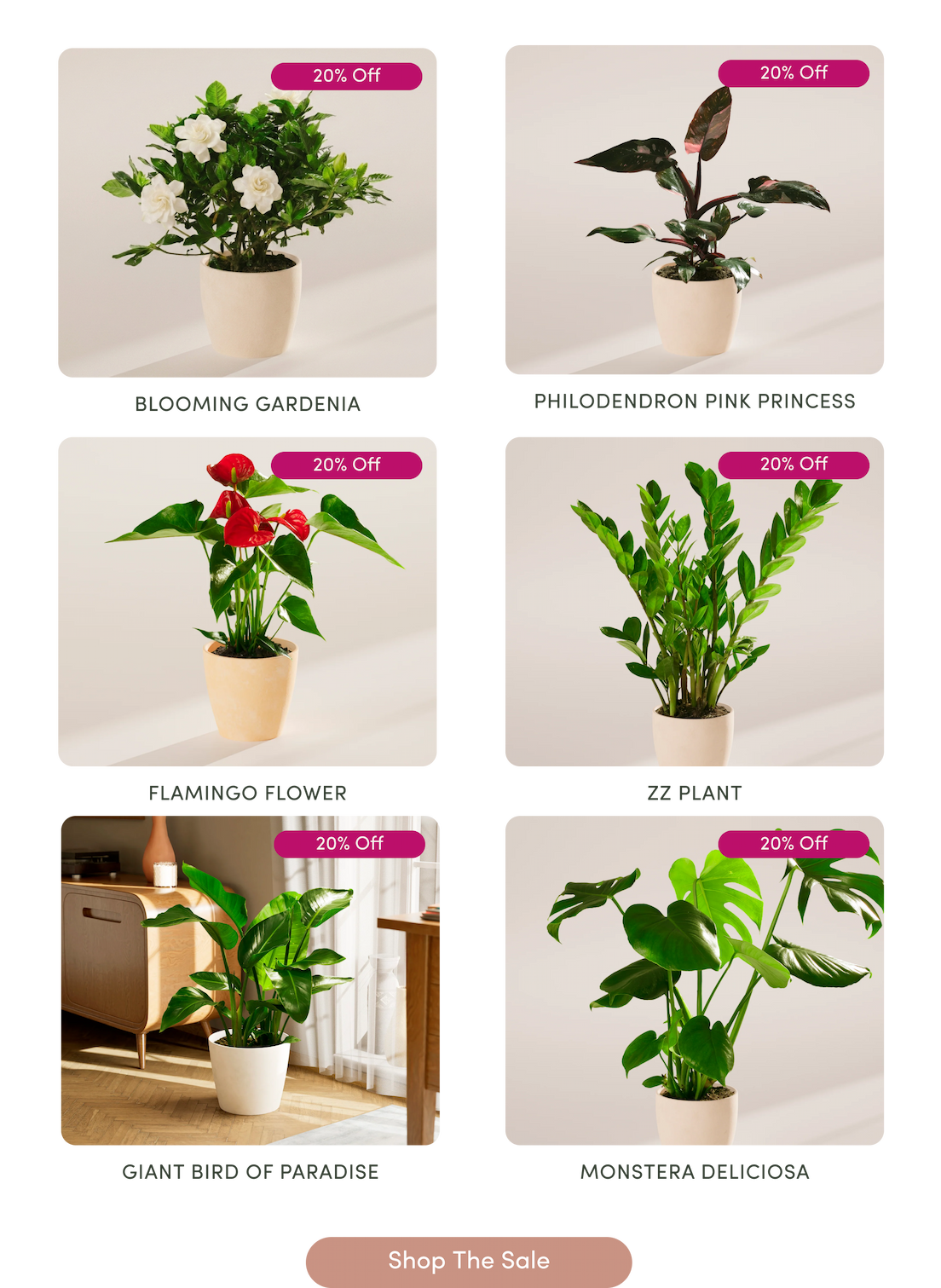 flash sale 20% off all plants