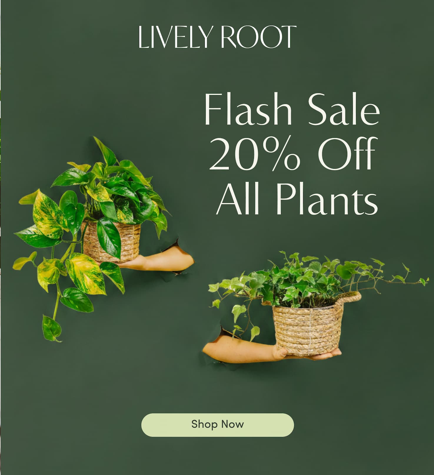 flash sale 20% off all plants