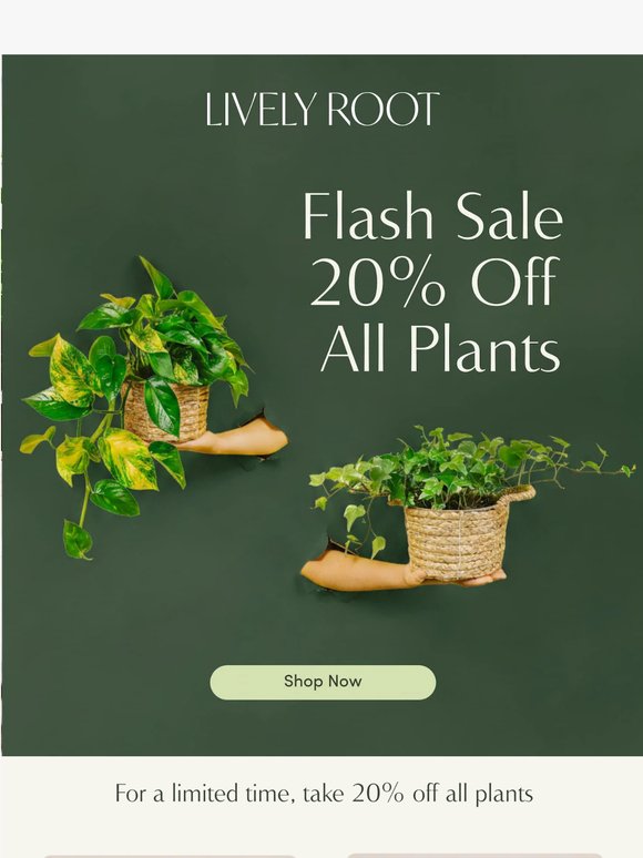 20% off all plants - limited time only!🪴🪴🪴