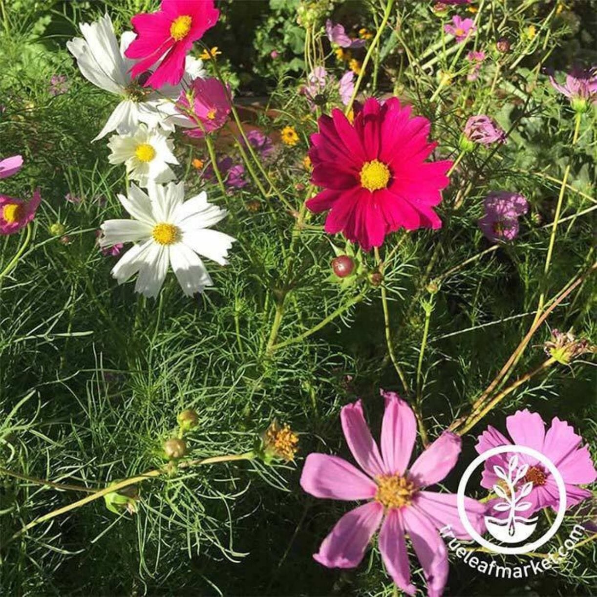 Cosmos Seeds - Sensation Mixture