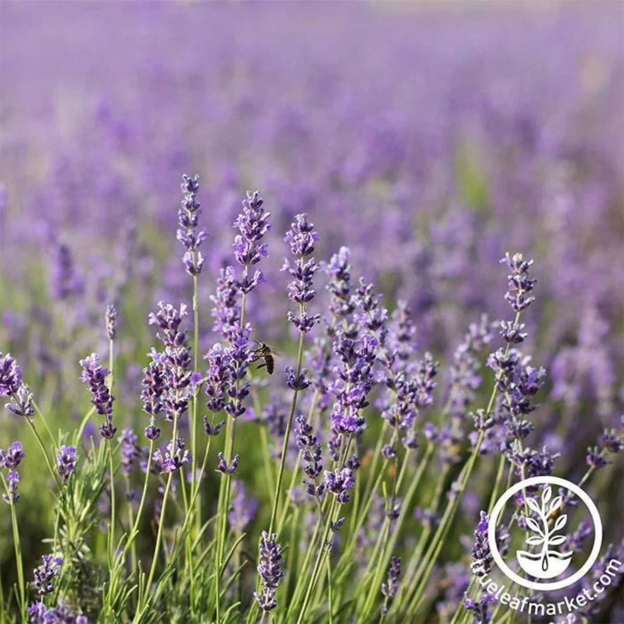 Lavender Seeds - Common English (aka Vera)