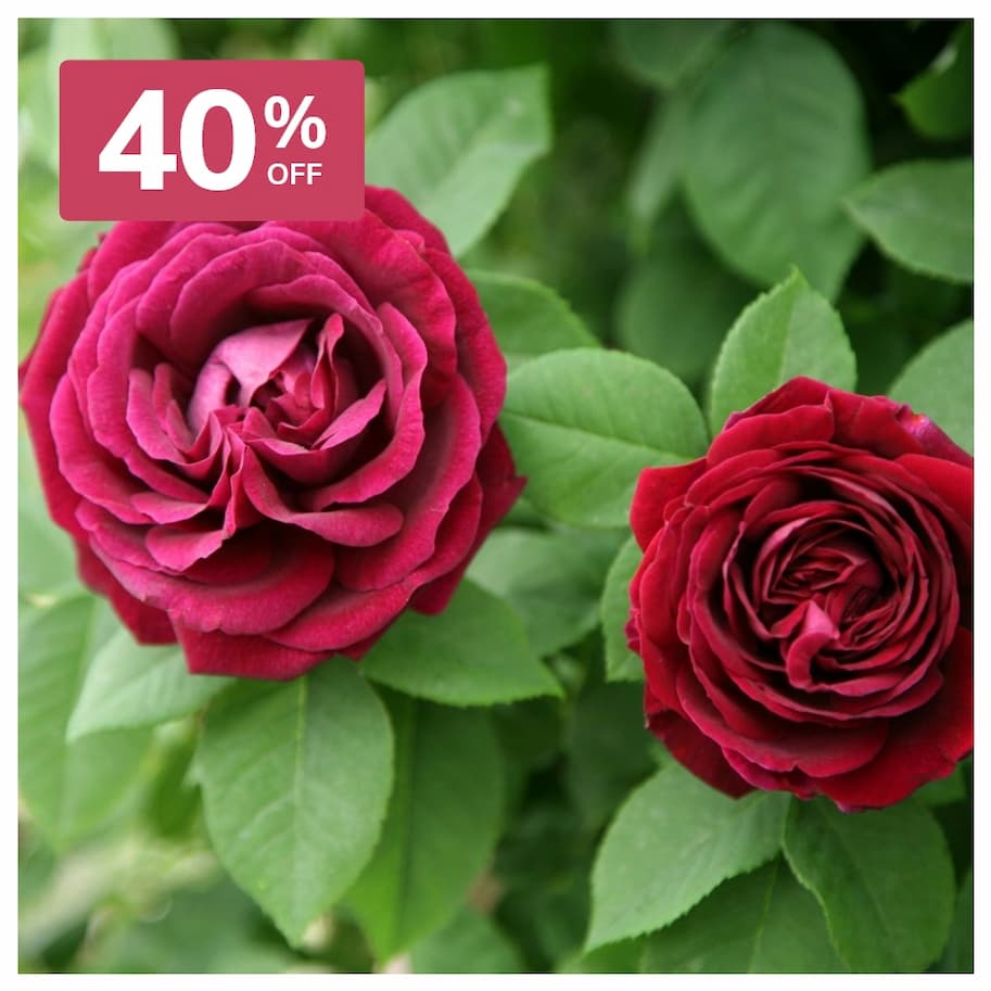 Scented roses