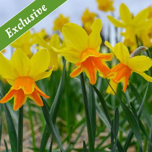 Rataplan Daffodil