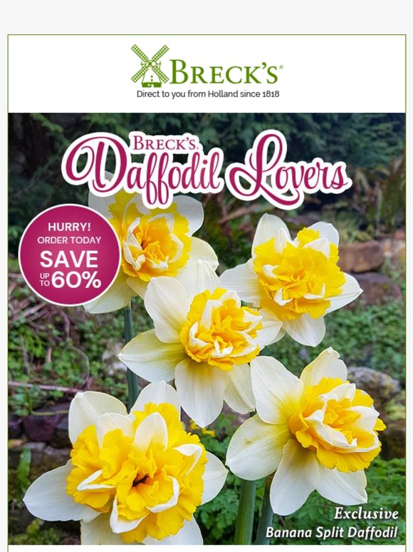 Enjoy a Banana Split – Just 1 of Our Many Daffs!