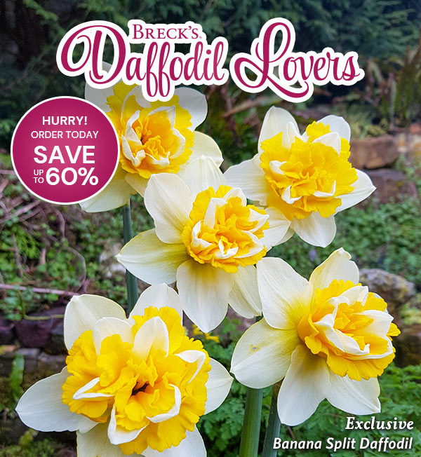 Daffodil Lovers Save up to 60%