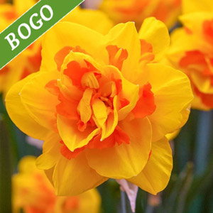 Le Torch Daffodil