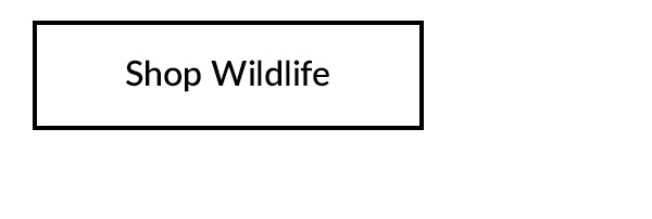 Shop Wildlife Art