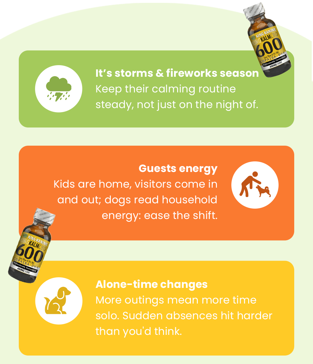 It’s storms & fireworks season: Keep their calming routine steady, not just on the night of. Guests energy: Kids are home, visitors come in and out; dogs read household energy: ease the shift. Alone-time changes: More outings mean more time solo. Sudden absences hit harder than you'd think.