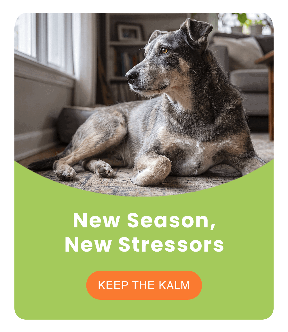 New Season, New Stressors