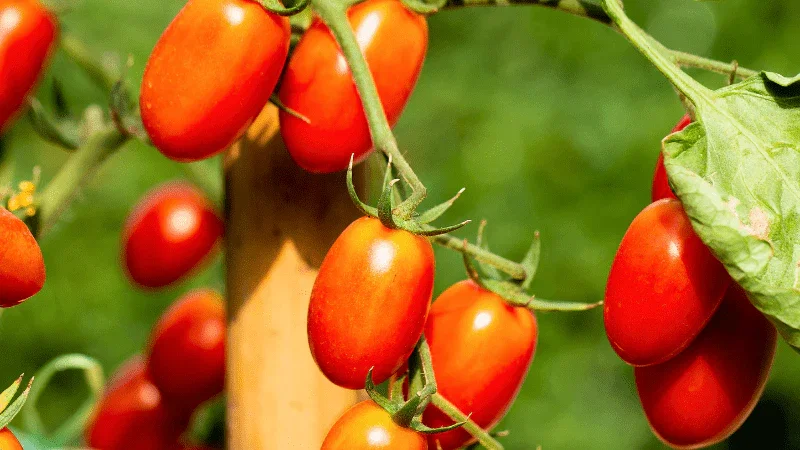 Image of La Roma Tomato Plant