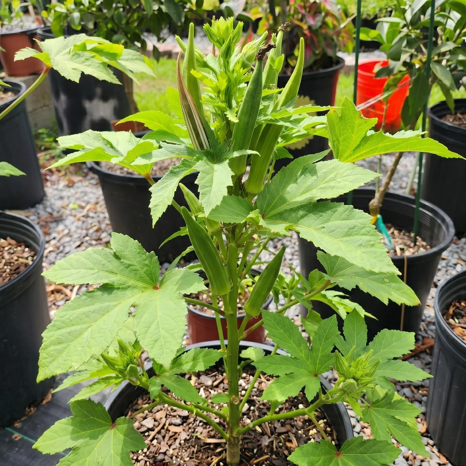 Image of Baby Bubba Okra