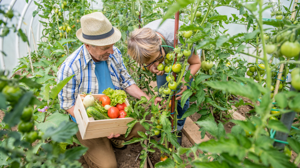 Grandparent with a grandchild picking tomatoes from their veggie garden.