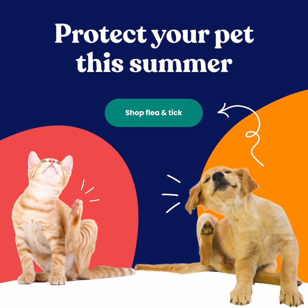 Protect your pet this summer