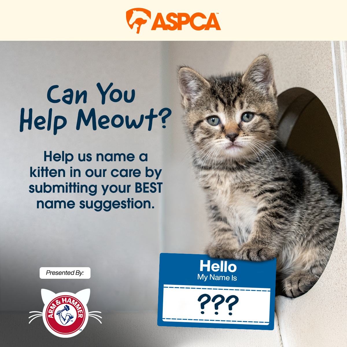 Help us name a kitten in our care by submitting your BEST name suggestion.
