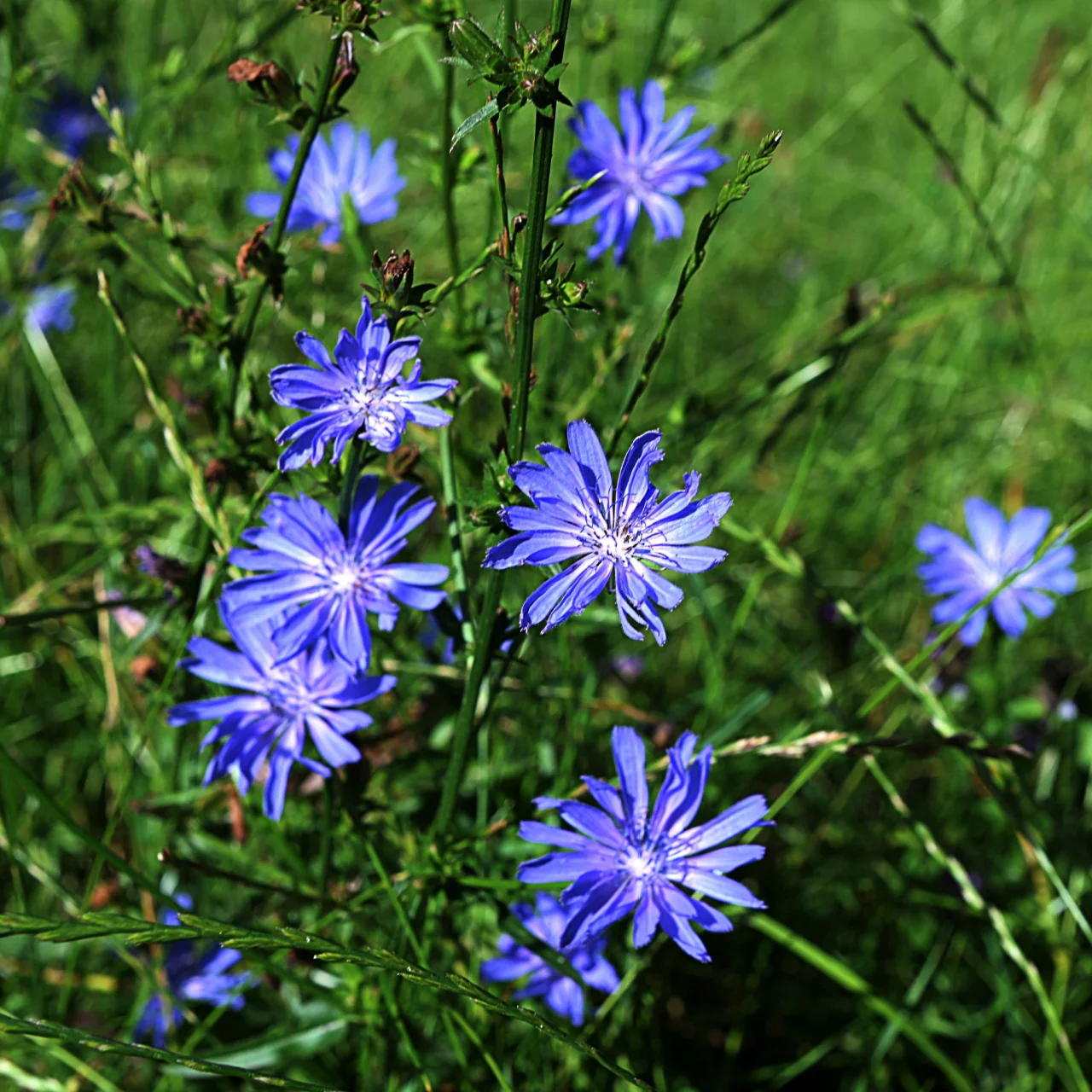 Image of Chicory Plant