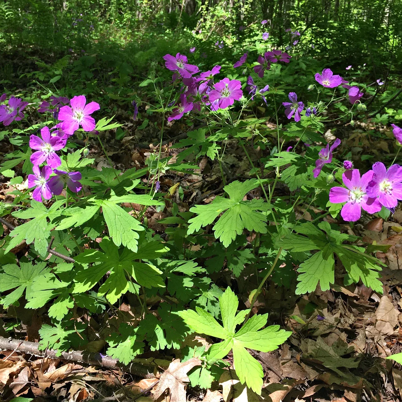Image of Wild Geranium Plant
