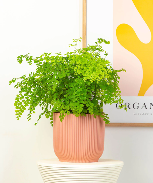 Maidenhair Fern