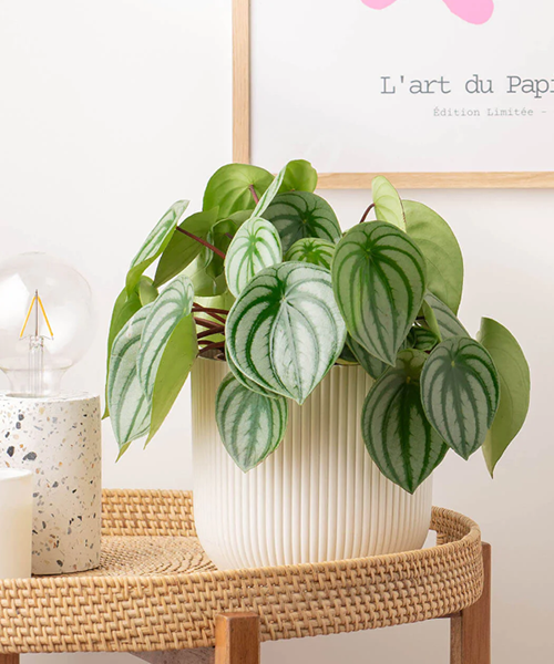 Watermelon Peperomia