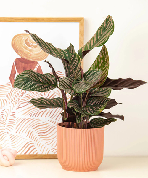 Ornata Prayer Plant