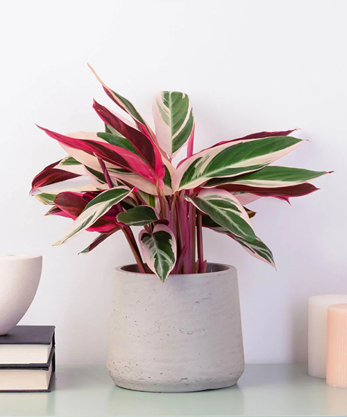 Triostar Prayer Plant