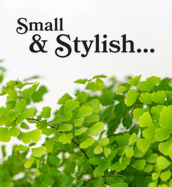 Small & Stylish house plants