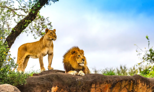 Kruger Safari