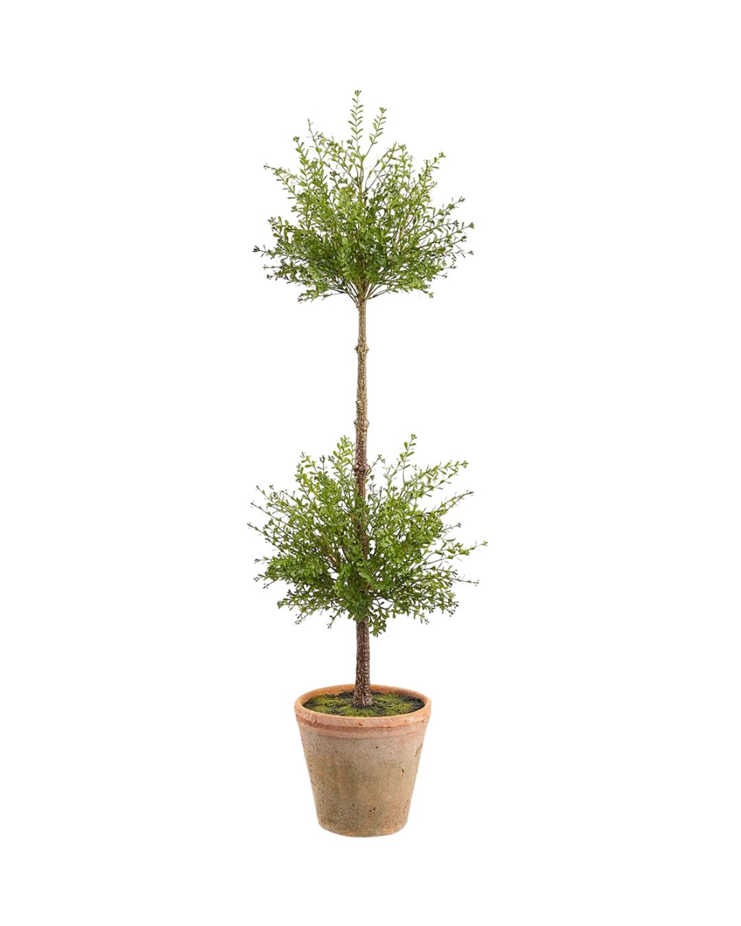 Myrtle Double Topiary